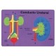 GOMA EVA FIXO PUZZLE 26x36 SISTEMA RENAL