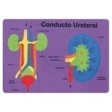 GOMA EVA FIXO PUZZLE 26x36 SISTEMA RENAL